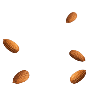 Almond PNG-50662